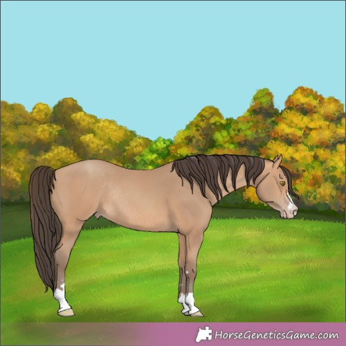 Horse Color:Amber Champagne Rabicano 