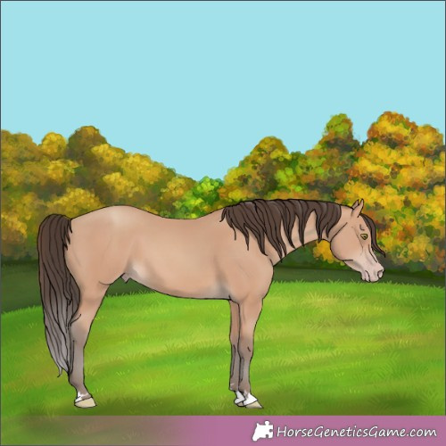 Horse Color:Amber Champagne 