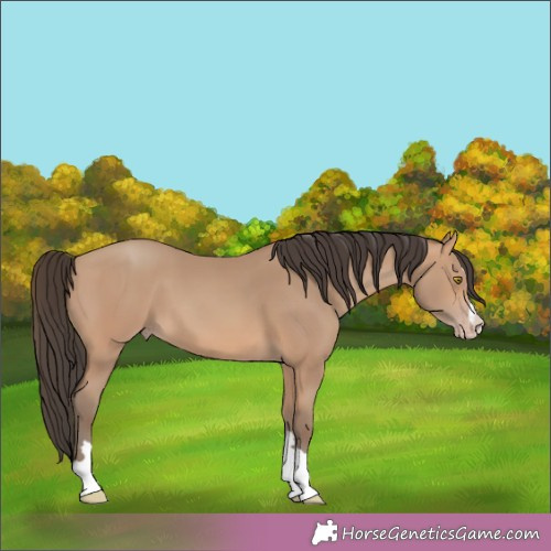 Horse Color:Amber Champagne 