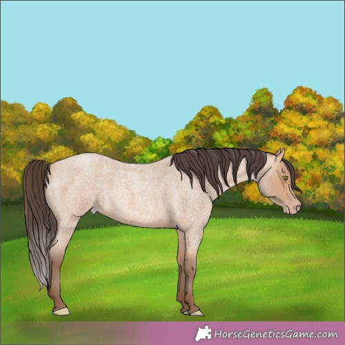 Horse Color:Amber Champagne Roan 