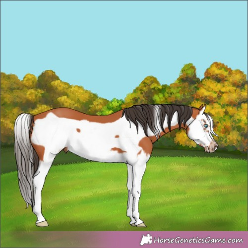Horse Color:Bay Splash Frame 