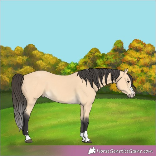 Horse Color:Buckskin 