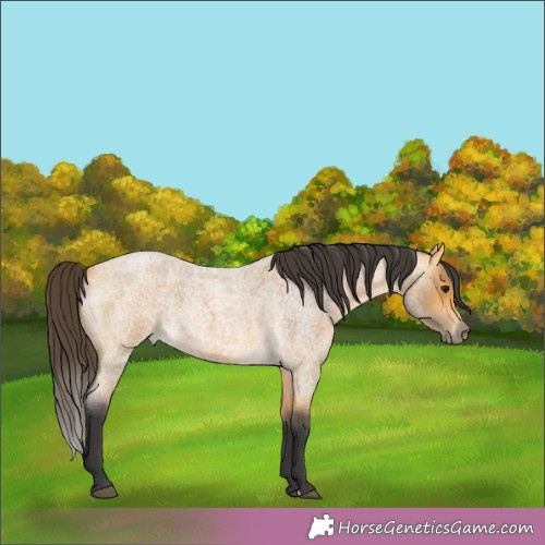 Horse Color:Buckskin Roan 