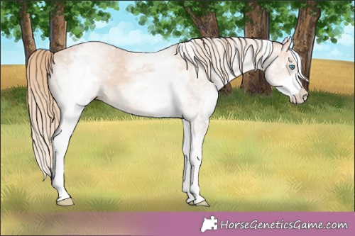 Horse Color:White Spotted Perlino