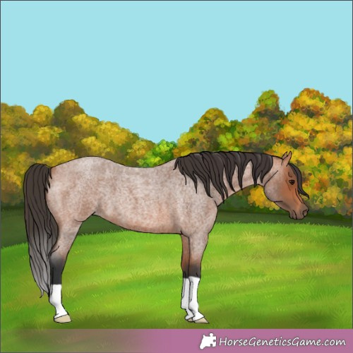 Horse Color:Bay Roan 