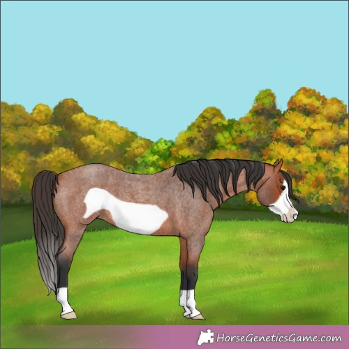 Horse Color:Bay Roan Frame 