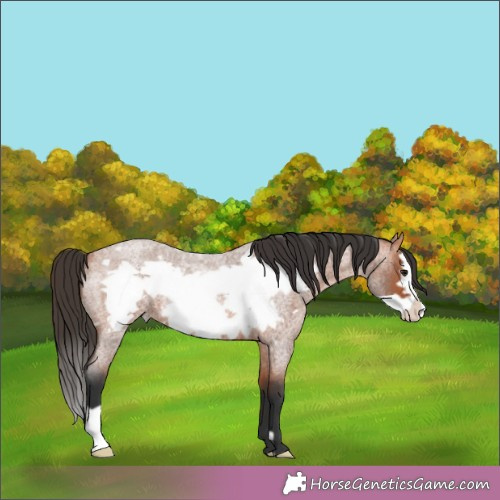 Horse Color:Bay Roan Frame 