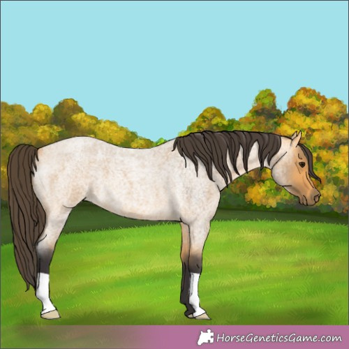 Horse Color:Buckskin Roan 