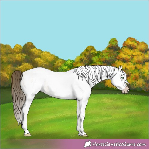 Horse Color:White Spotted Amber Cream Champagne 