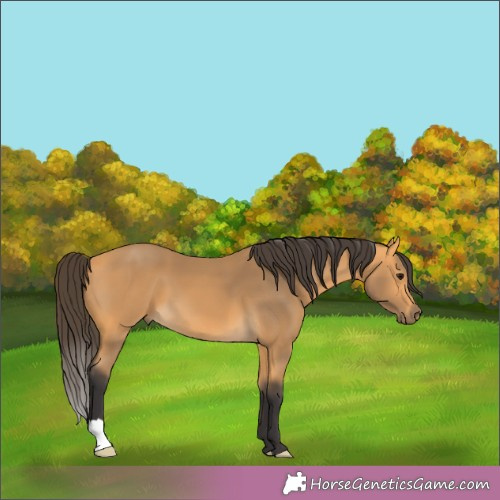 Horse Color:Buckskin 