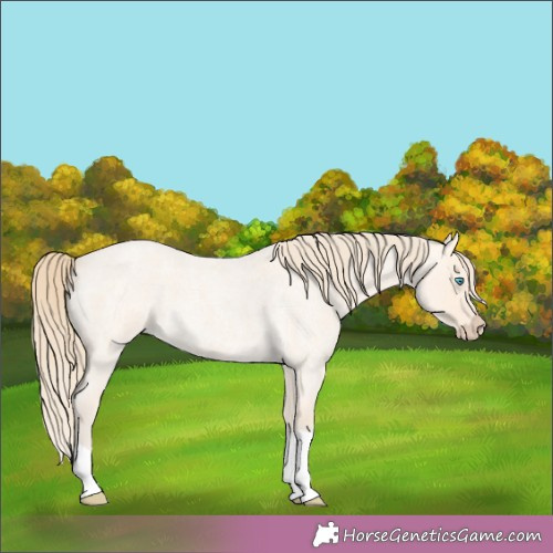 Horse Color:Perlino Roan 