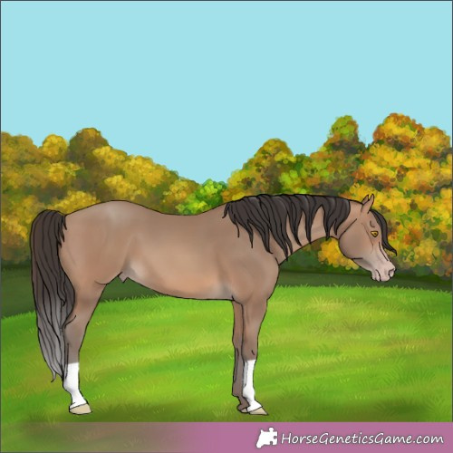 Horse Color:Sable Champagne 