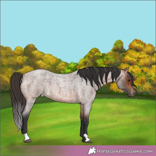 Horse Color:Bay Roan 