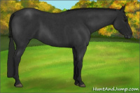 Horse Color:Gray Blue Roan