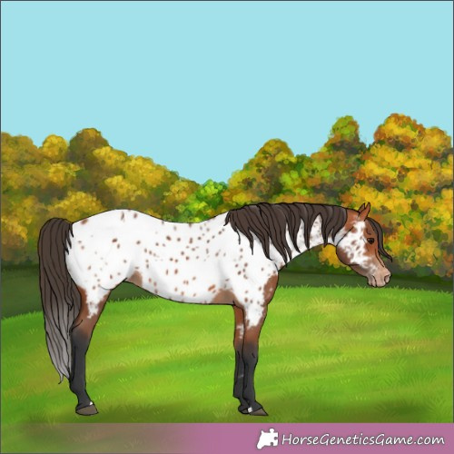 Horse Color:Bay Appaloosa