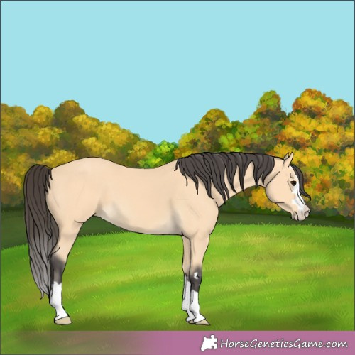Horse Color:Buckskin 