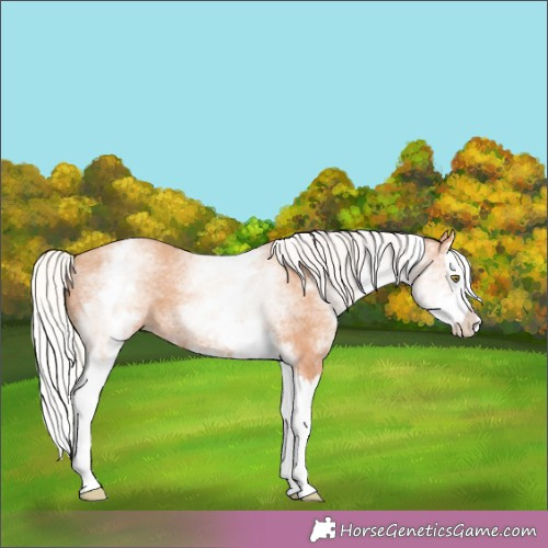 Horse Color:White Spotted Silver Amber Champagne Splash 