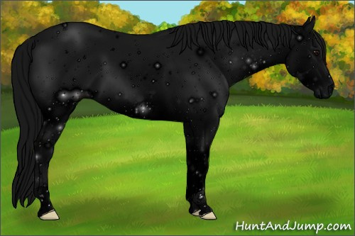 Horse Color: ERROR: UNKNOWN ANOMALY