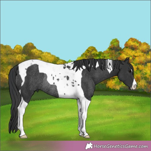 Horse Color:Black Tobiano Rabicano 