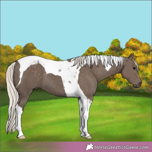 Horse Color:Silver Black Tobiano 
