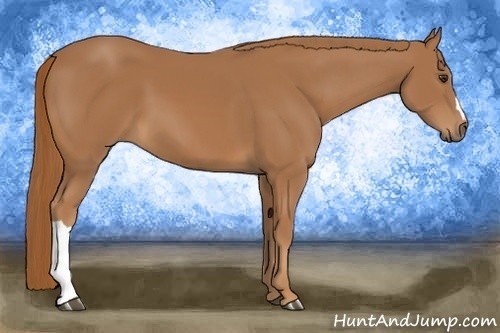 Horse Color: Chestnut 