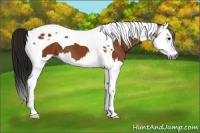 Horse Color:Gray Bay Splash Tobiano