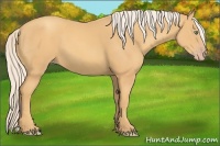 Horse Color:Gold Cream Champagne 