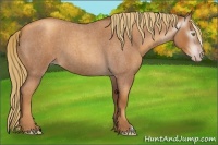 Horse Color:Gray Gold Champagne Roan 