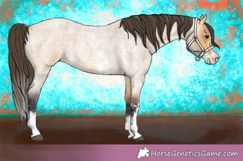 Horse Color:Buckskin Roan Sabino 