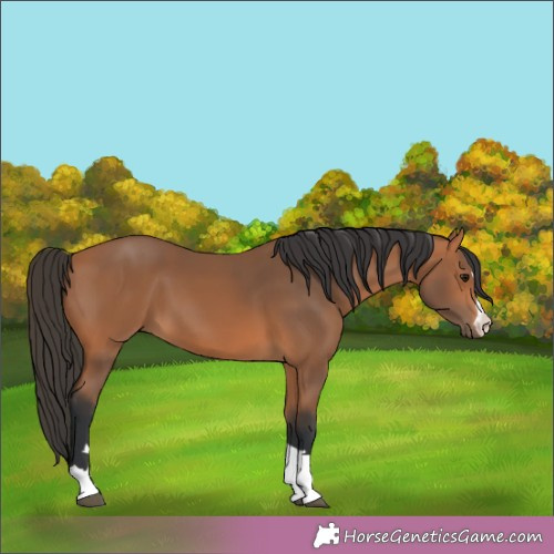 Horse Color:Bay Rabicano 