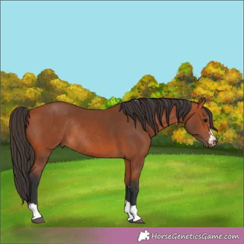 Horse Color:Bay Rabicano 