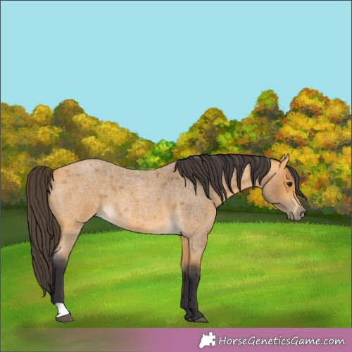 Horse Color:Buckskin Roan 
