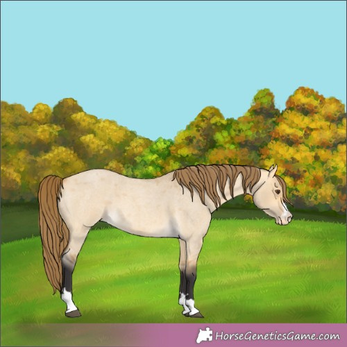 Horse Color:Buckskin Roan Dun Appaloosa 