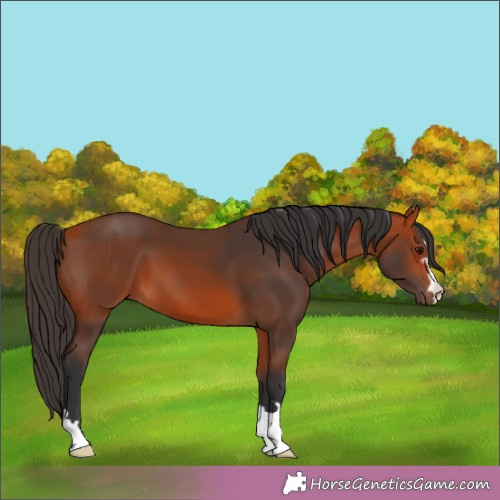 Horse Color:Bay 