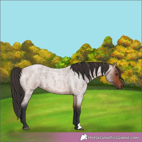 Horse Color:Brown Roan 