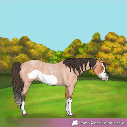 Horse Color:Bay Roan Splash Frame Rabicano 