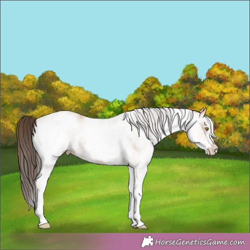 Horse Color:White Spotted Amber Champagne 