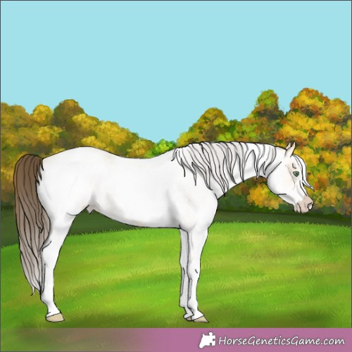 Horse Color:White Spotted Amber Cream Champagne Roan 