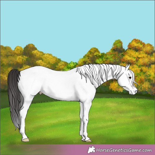 Horse Color:White Spotted Brown 