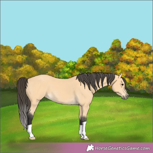 Horse Color:Buckskin 