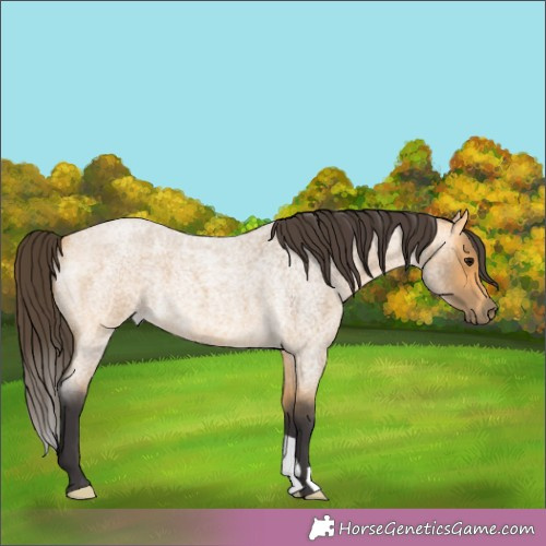 Horse Color:Buckskin Roan 