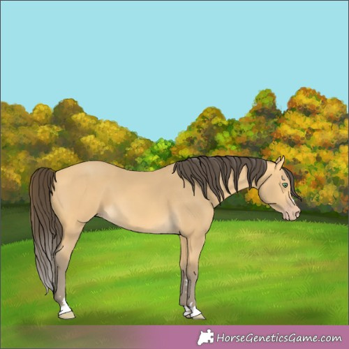 Horse Color:Amber Cream Champagne 