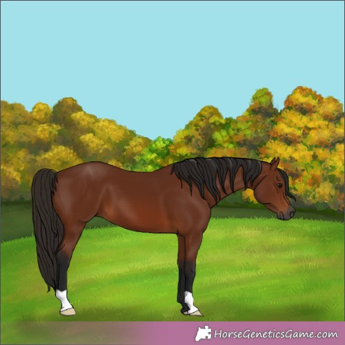 Horse Color:Gray Bay 