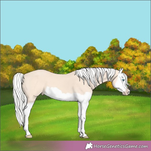 Horse Color:Silver Perlino Splash 