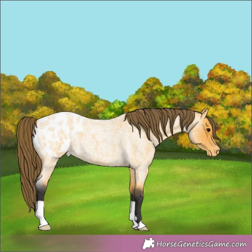 Horse Color:Buckskin Roan Appaloosa 