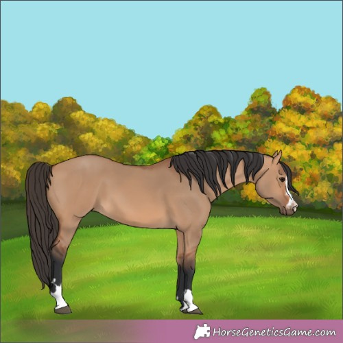 Horse Color:Bay Dun 