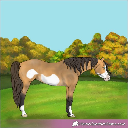 Horse Color:Buckskin Frame 