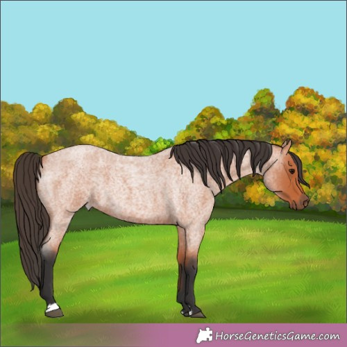 Horse Color:Bay Roan 