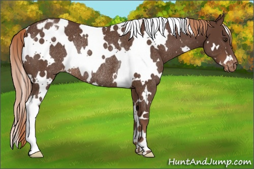 Horse Color:White Spotted Liver Chestnut Appaloosa Rabicano 