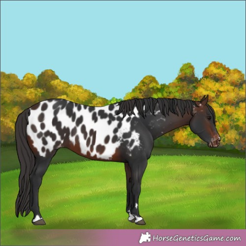 Horse Color:Brown Appaloosa 